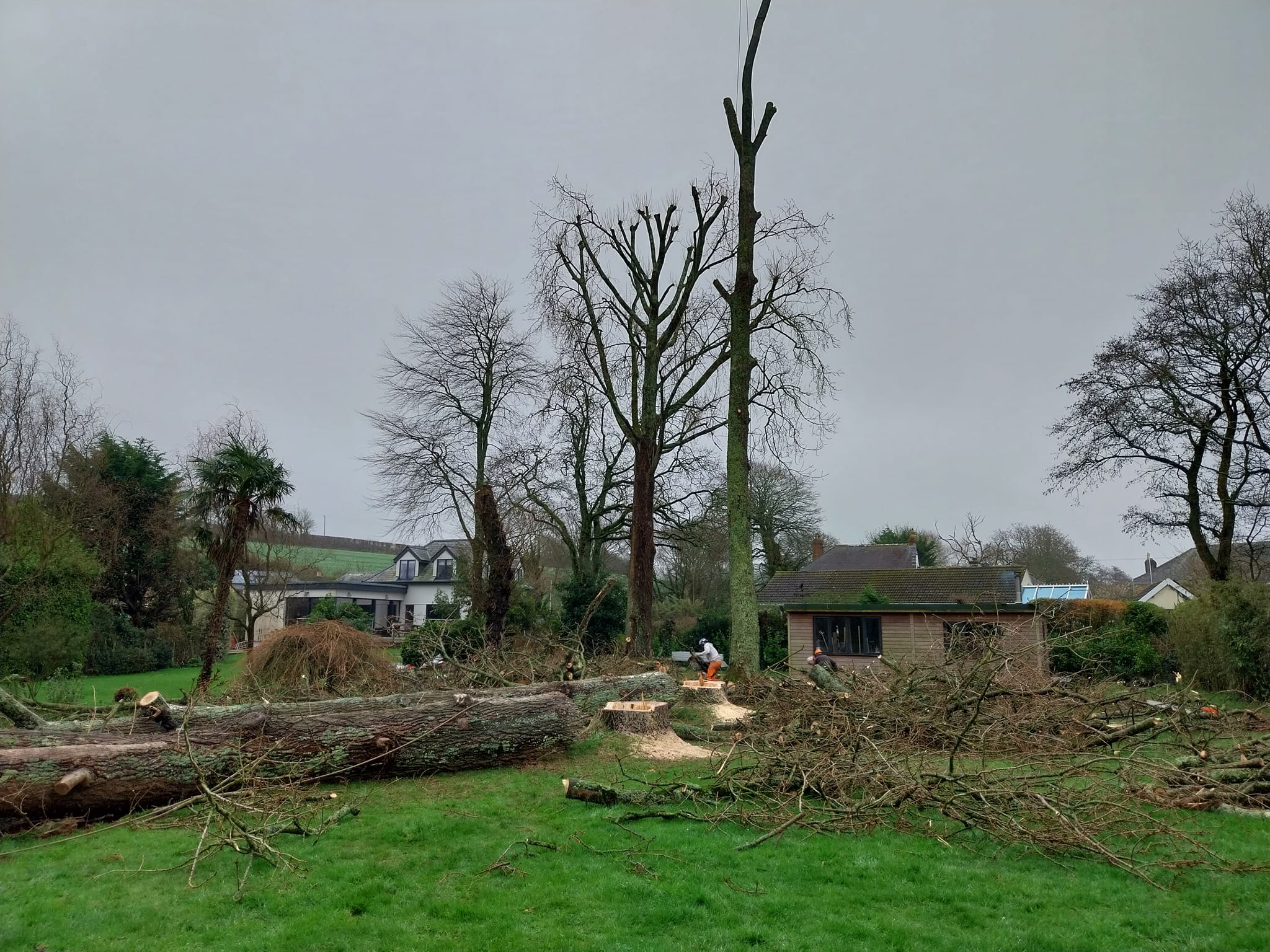 A tree surgeon works on cutting down a large tree in a yard. Several branches and a trunk are already on the ground. There's a brick building and other houses in the background, with overcast skies above.