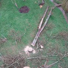 Aerial view of a grassy area with fallen tree branches and a large tree trunk cut down. A stream runs through the scene, curving around the tree debris. Some tree stumps are visible near the cut branches. Grass and a circular planting bed are visible.