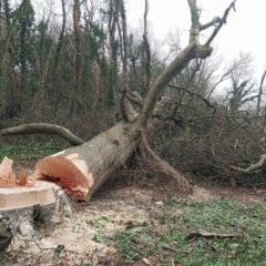 A large tree lies fallen in a forested area, with its trunk freshly cut near the base. Branches extend outward, and the surrounding ground is covered with sawdust and small debris. Bare trees stand in the foggy background.