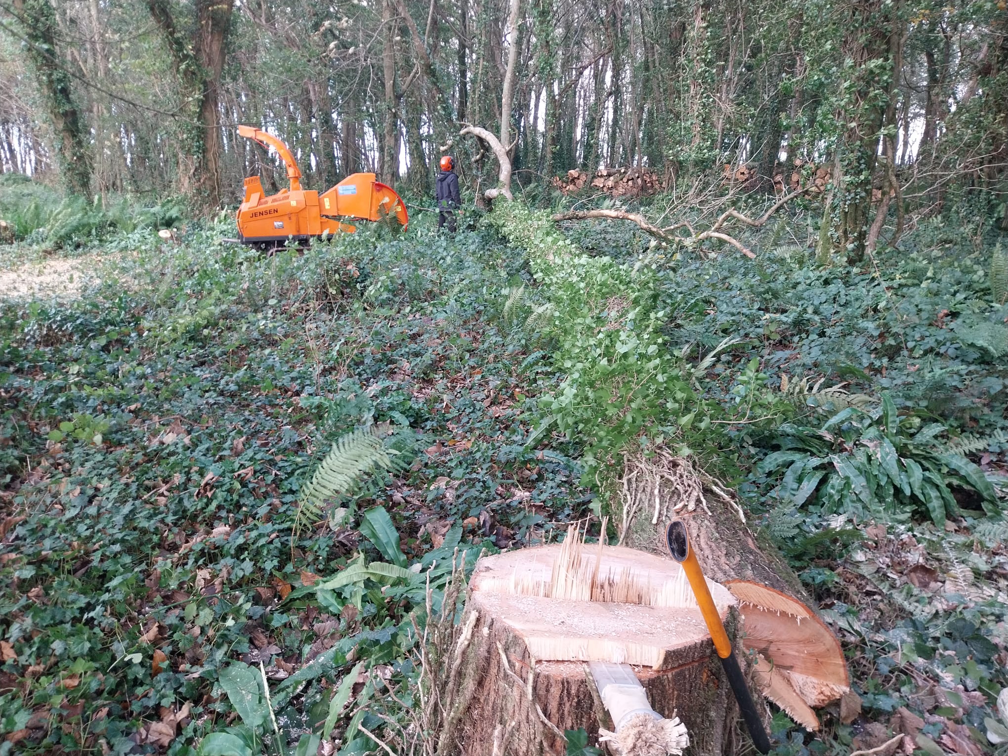 A felled tree lies on the forest ground, with a stump in the foreground and an axe resting on it. A person wearing protective gear stands near an orange wood chipper in the background, surrounded by dense foliage and trees.
