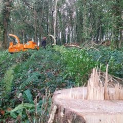 A felled tree stump with jagged wood is in the foreground in a dense forest. A woodchipper and a person wearing a safety helmet are in the background, surrounded by greenery and fallen branches.