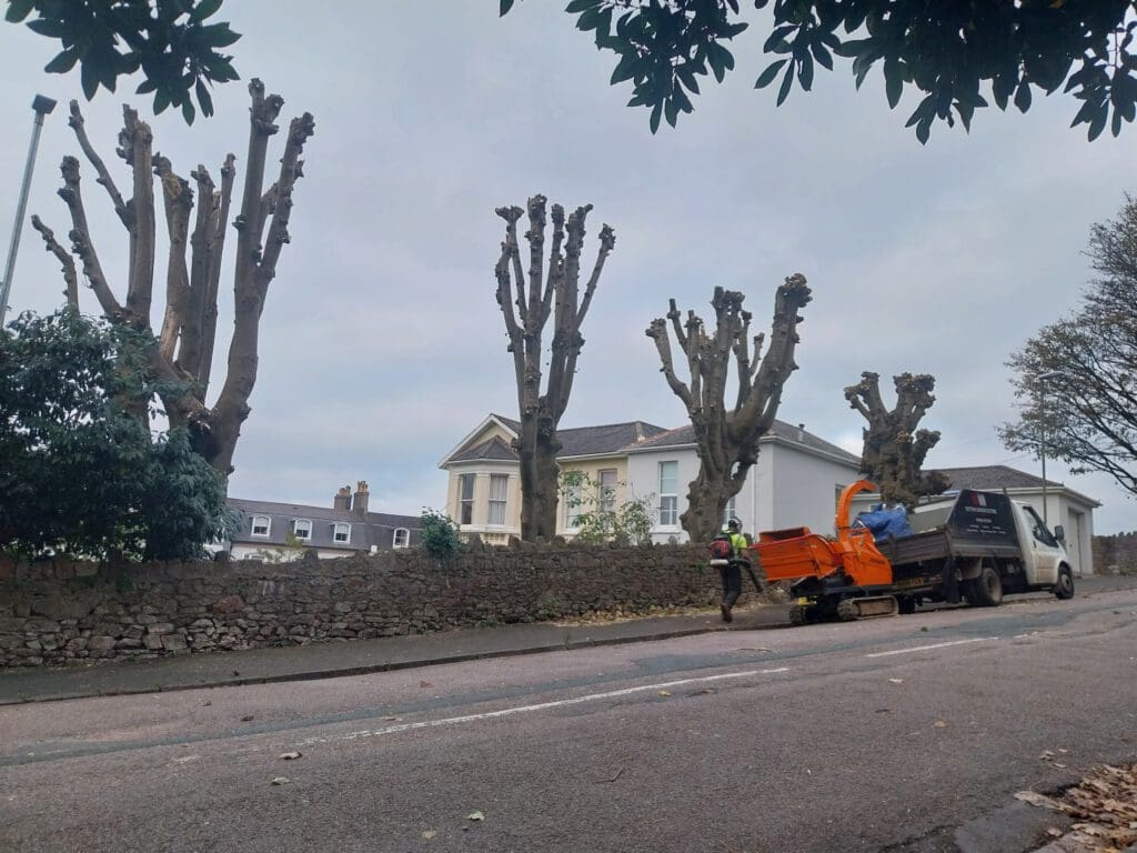 A worker operates a wood chipper beside a row of heavily pruned trees along a residential street. A white house is visible behind a stone wall. The sky is overcast, and fallen leaves are scattered on the ground.