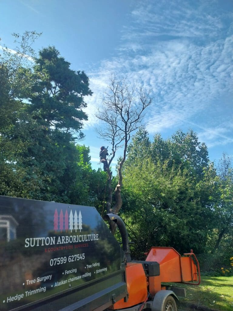 A person is climbing a tall, bare tree against a backdrop of a blue sky with scattered clouds. In the foreground, a vehicle with "Sutton Arboriculture & Countryside Services" and contact details is partially visible. Lush green trees surround the area.