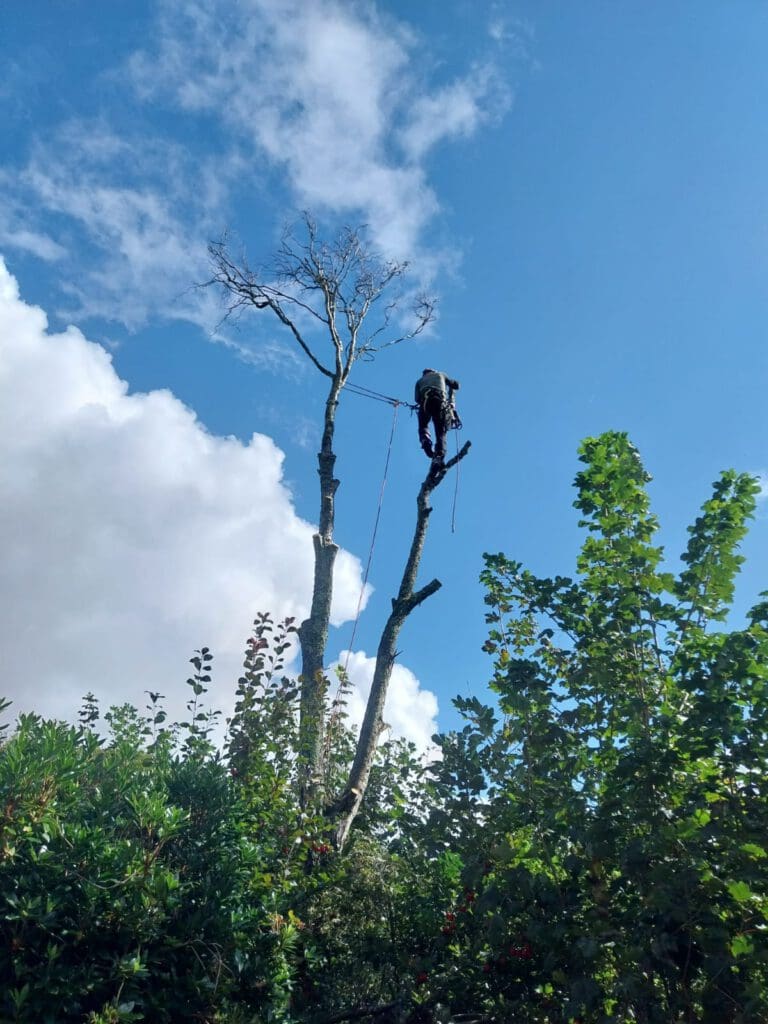 A person is climbing a tall, bare tree using ropes and climbing gear, surrounded by lush green foliage. The sky is blue with scattered clouds.