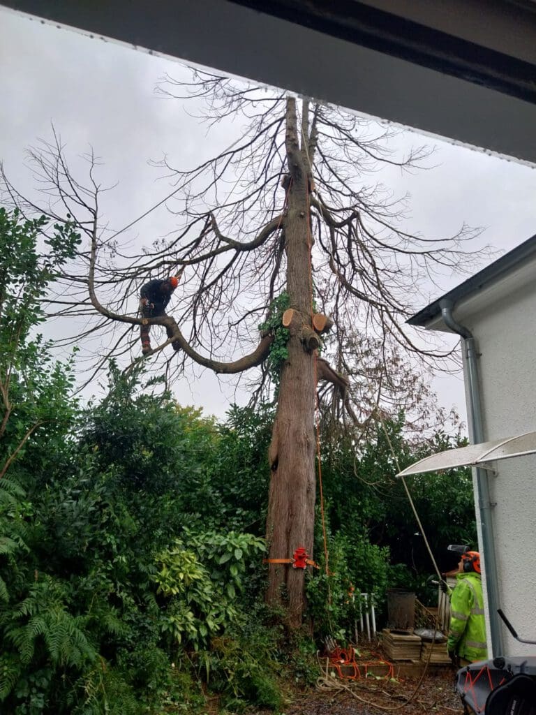 Two arborists wearing safety gear trim branches from a tall, bare tree beside a building. One is on a branch, and the other is on the ground. Chainsaws and ropes are visible around them.