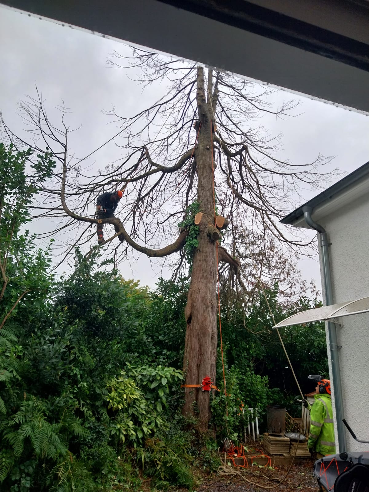 Two arborists wearing safety gear trim branches from a tall, bare tree beside a building. One is on a branch, and the other is on the ground. Chainsaws and ropes are visible around them.