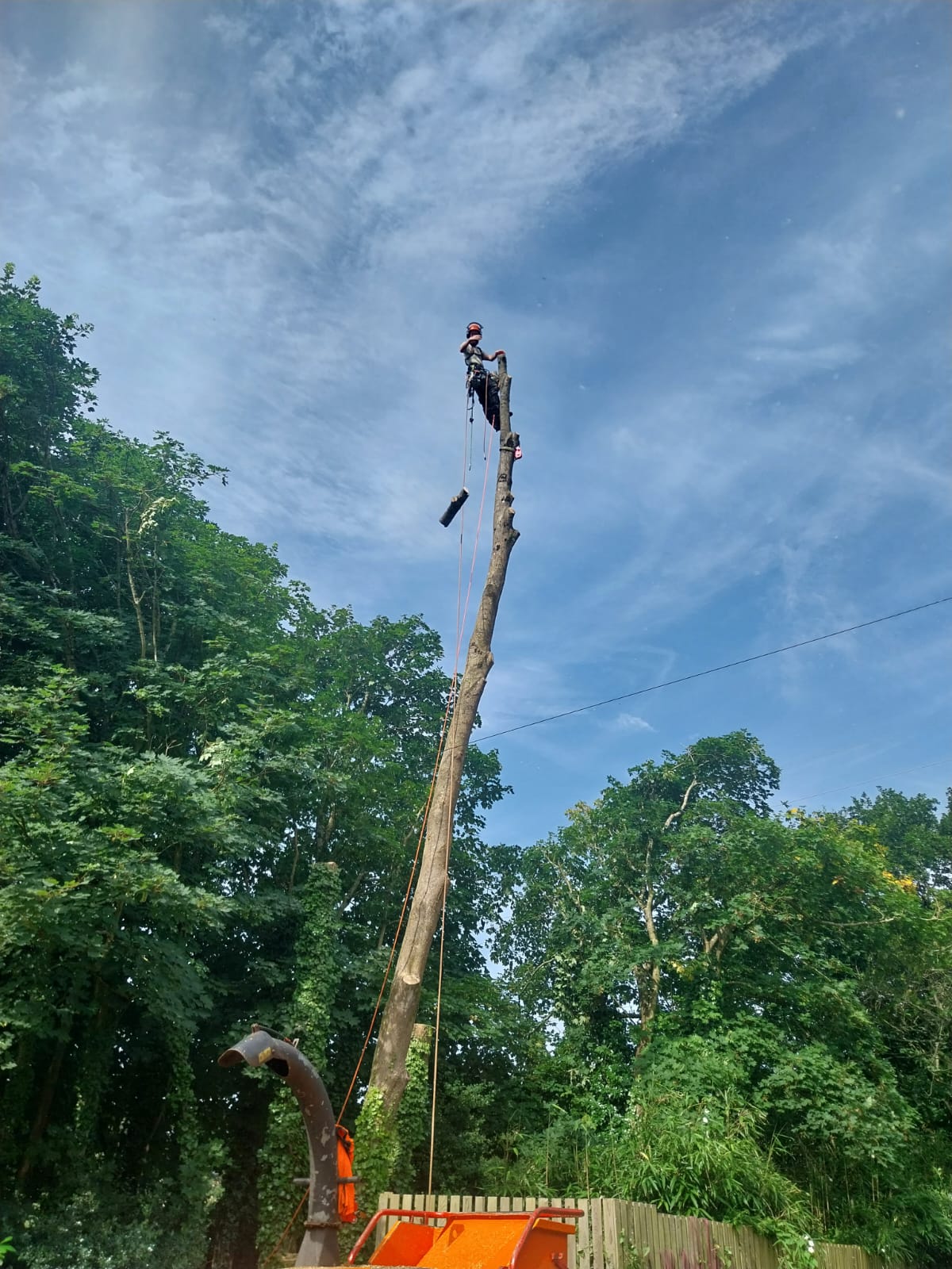 A person wearing safety gear is climbing and cutting a tall tree trunk, using a rope and harness. Below, a wood chipper is processing the cut branches. The scene is set against a backdrop of blue sky and surrounding greenery.