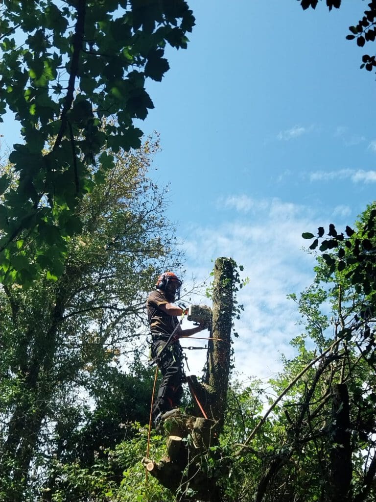A person wearing safety gear uses a chainsaw to cut a large tree branch, standing elevated among trees under a bright blue sky. The setting is lush with green foliage, and the person appears focused on their task.