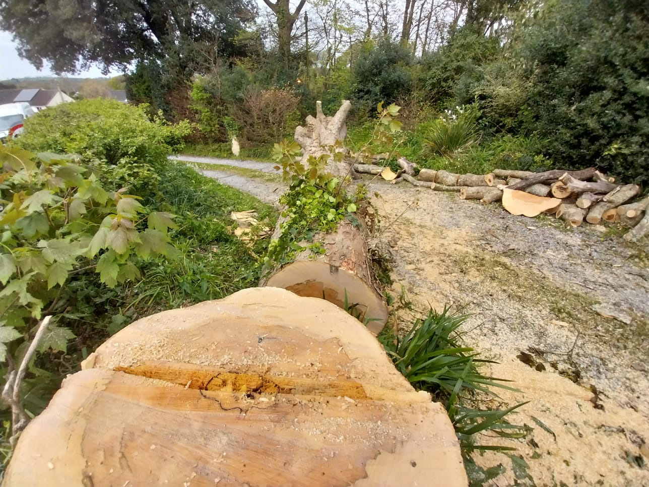 Freshly cut tree stumps are stacked on a grassy path surrounded by greenery. Logs are neatly piled to the right, and sawdust is scattered around. Trees and bushes line the background.
