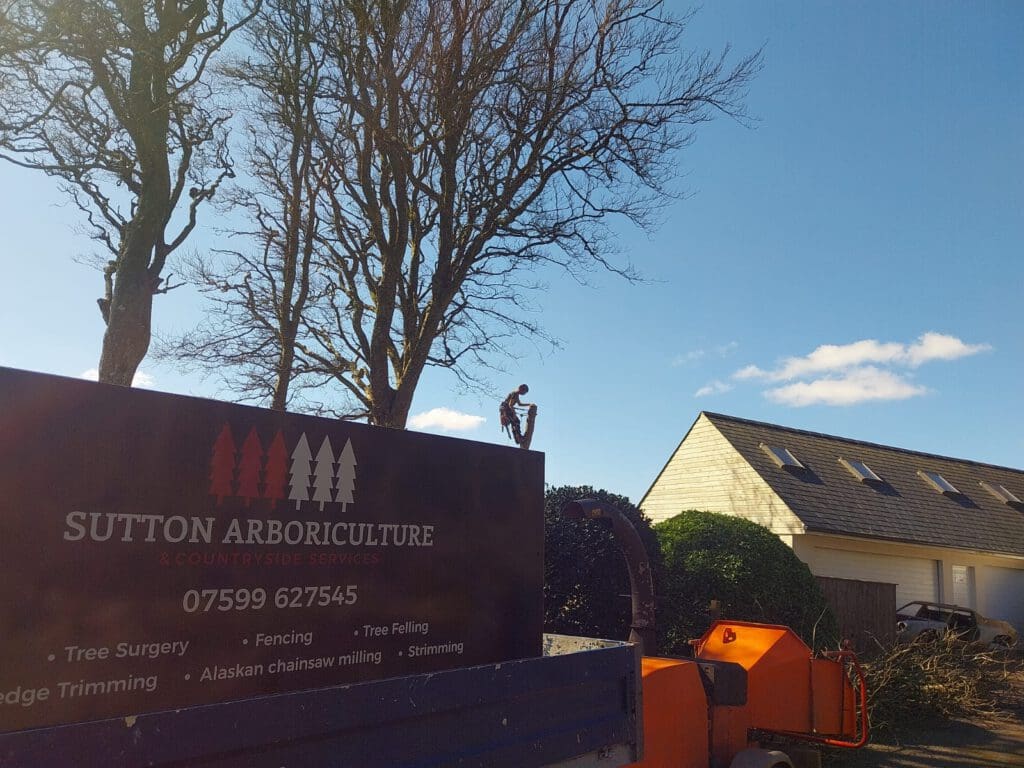 A tree surgeon works high in a tree, with a blue sky and a few clouds in the background. In the foreground, there's a truck with the company name "Sutton Arboriculture & Countryside Services" and their contact number displayed.