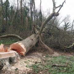 A large tree lies on the ground in a forest, recently cut down. The large trunk and branches are visible, with a stump nearby. The forest background includes other trees and underbrush on an overcast day.