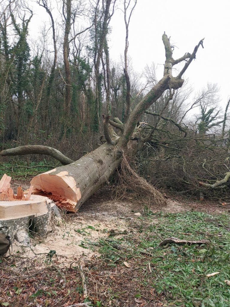 A large tree lies on the ground in a forest, recently cut down. The large trunk and branches are visible, with a stump nearby. The forest background includes other trees and underbrush on an overcast day.
