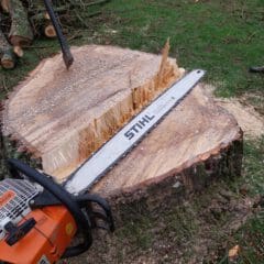 A large tree stump with rough, jagged cuts is in a grassy area. An orange chainsaw, displaying the brand "Stihl," rests on top of the stump, with sawdust scattered nearby. A metal tool is embedded in the stump.