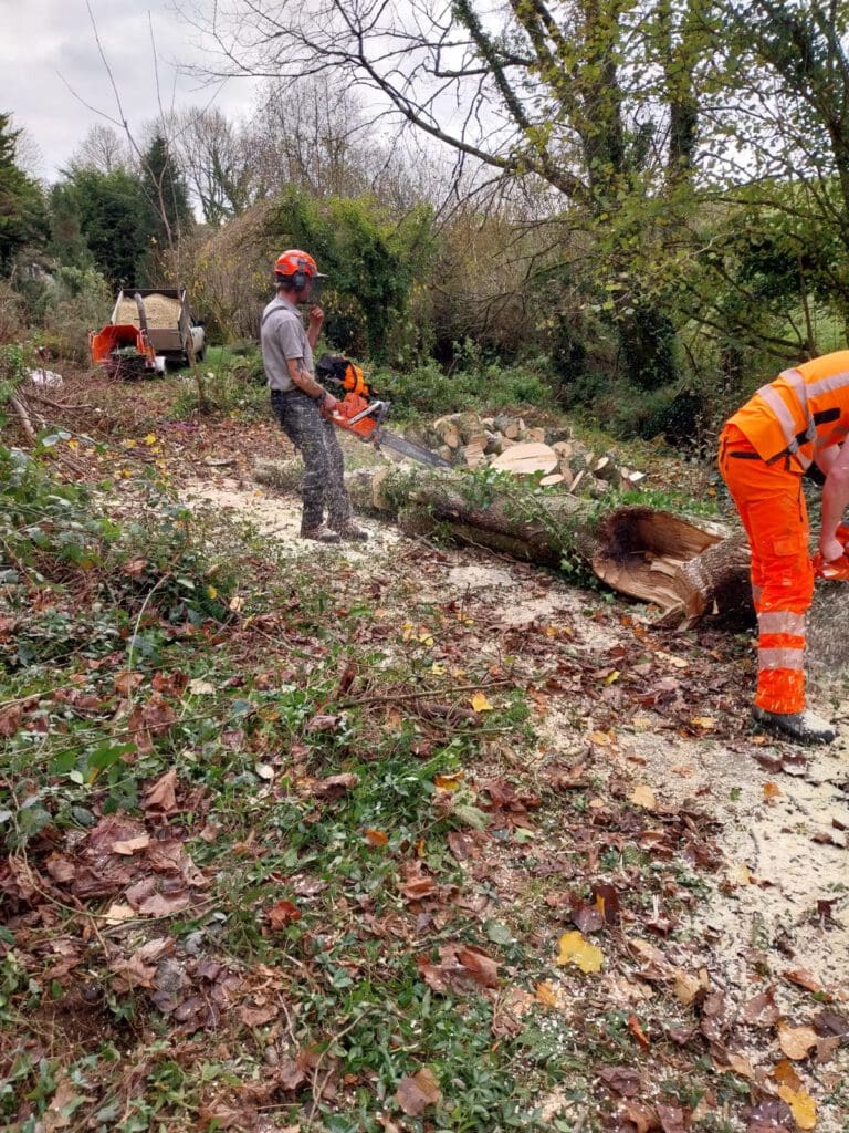 Workers in safety gear cut a fallen tree with chainsaws in a wooded area. A woodchipper and more logs are visible nearby. The ground is covered in sawdust and leaves. Trees and foliage surround the scene.