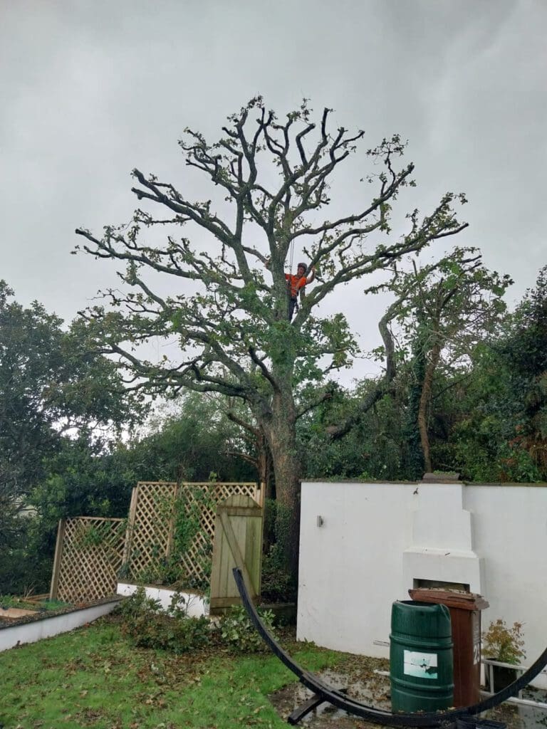 A person in an orange shirt is standing on a ladder, trimming a tall tree in a backyard. The tree has been heavily pruned, and the sky is overcast. A white wall and a green water butt are visible in the background.